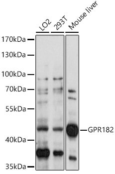 GPR182 Rabbit pAb