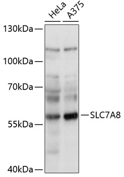 SLC7A8 Rabbit pAb