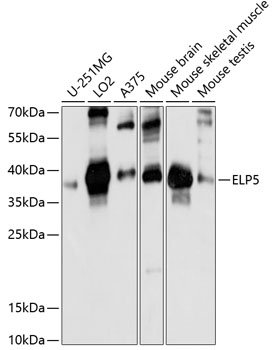 ELP5 Rabbit pAb