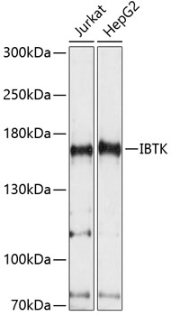 IBTK Rabbit pAb