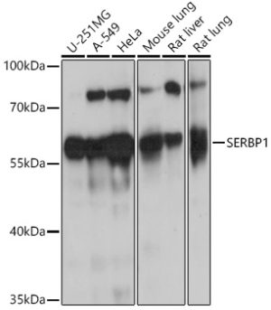 SERBP1 Rabbit pAb