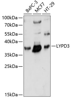 LYPD3 Rabbit pAb