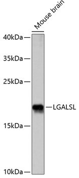 LGALSL Rabbit pAb