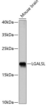 LGALSL Rabbit pAb