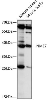 NME7 Rabbit pAb