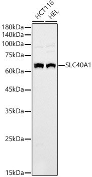 SLC40A1 Rabbit pAb