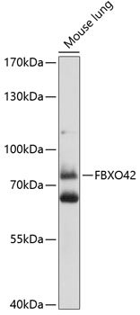 FBXO42 Rabbit pAb