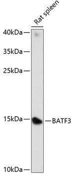 BATF3 Rabbit pAb