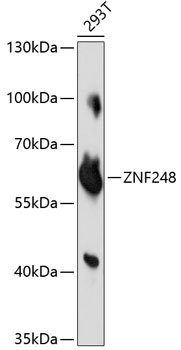 ZNF248 Rabbit pAb