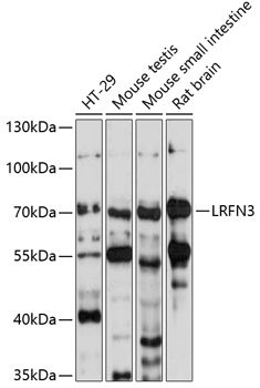 LRFN3 Rabbit pAb