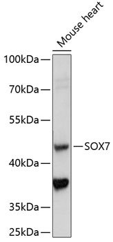SOX7 Rabbit pAb