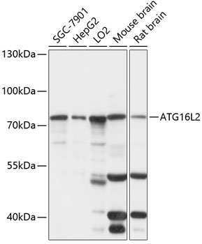 ATG16L2 Rabbit pAb