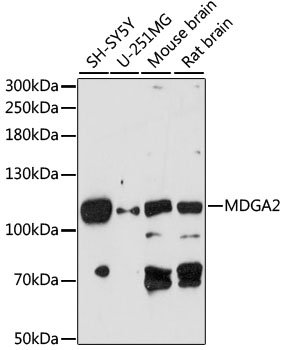 MDGA2 Rabbit pAb