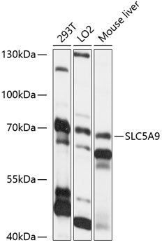 SLC5A9 Rabbit pAb