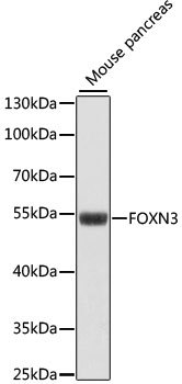 FOXN3 Rabbit pAb