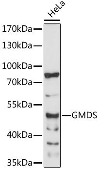GMDS Rabbit pAb