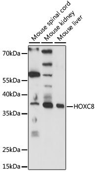 HOXC8 Rabbit pAb