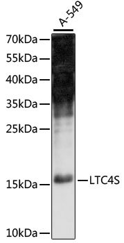 LTC4S Rabbit pAb