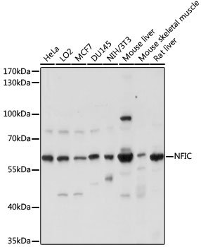 NFIC Rabbit pAb