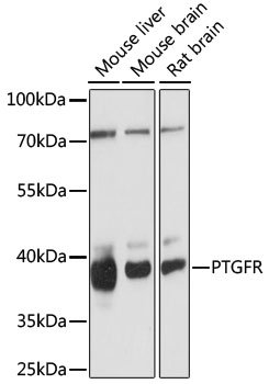 PTGFR Rabbit pAb