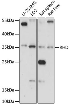 RHD Rabbit pAb