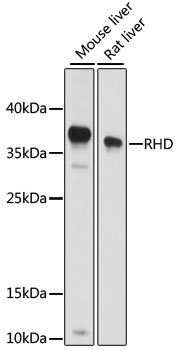 RHD Rabbit pAb