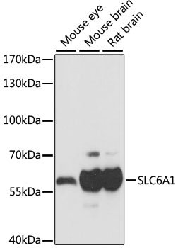 SLC6A1 Rabbit pAb