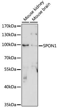 SPON1 Rabbit pAb
