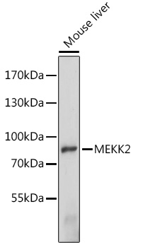 MEKK2 Rabbit pAb