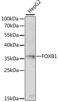 FOXB1 Rabbit pAb