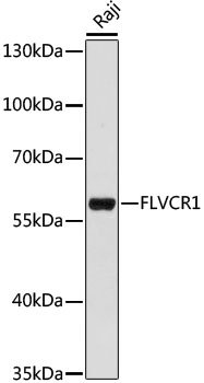 FLVCR1 Rabbit pAb