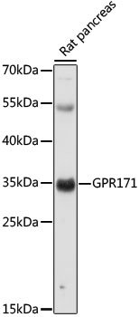 GPR171 Rabbit pAb