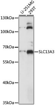 SLC13A3 Rabbit pAb
