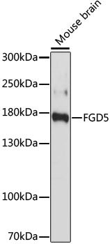 FGD5 Rabbit pAb