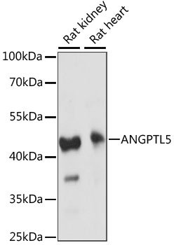 ANGPTL5 Rabbit pAb