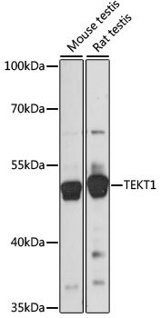 TEKT1 Rabbit pAb