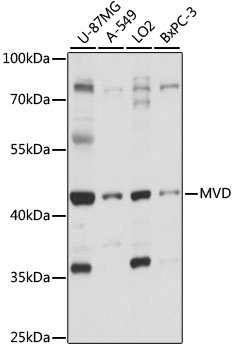 MVD Rabbit pAb