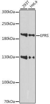 EPRS Rabbit pAb