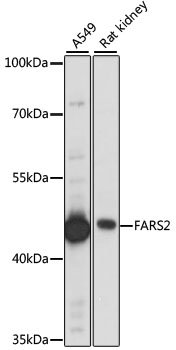 FARS2 Rabbit pAb