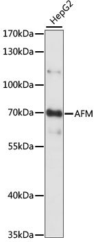 AFM Rabbit pAb