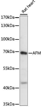 AFM Rabbit pAb