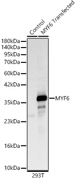 MYF6 Rabbit pAb