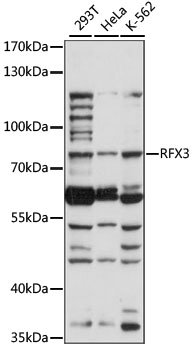 RFX3 Rabbit pAb