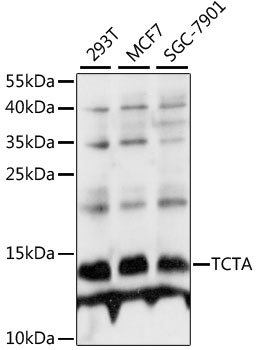 TCTA Rabbit pAb