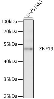 ZNF19 Rabbit pAb