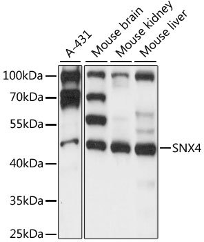 SNX4 Rabbit pAb