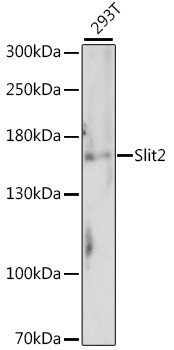 Slit2 Rabbit pAb