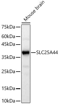 SLC25A44 Rabbit pAb