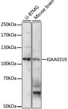 KIAA0319 Rabbit pAb