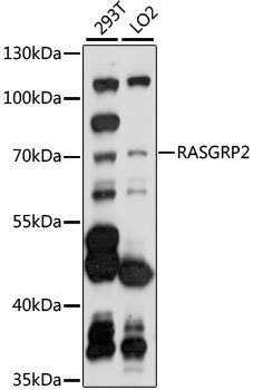 RASGRP2 Rabbit pAb